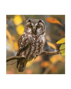 Салфетка (SN430) 33x33 Pensive Owl