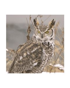 Салфетка (SN0705) 33x33, Winter Owl
